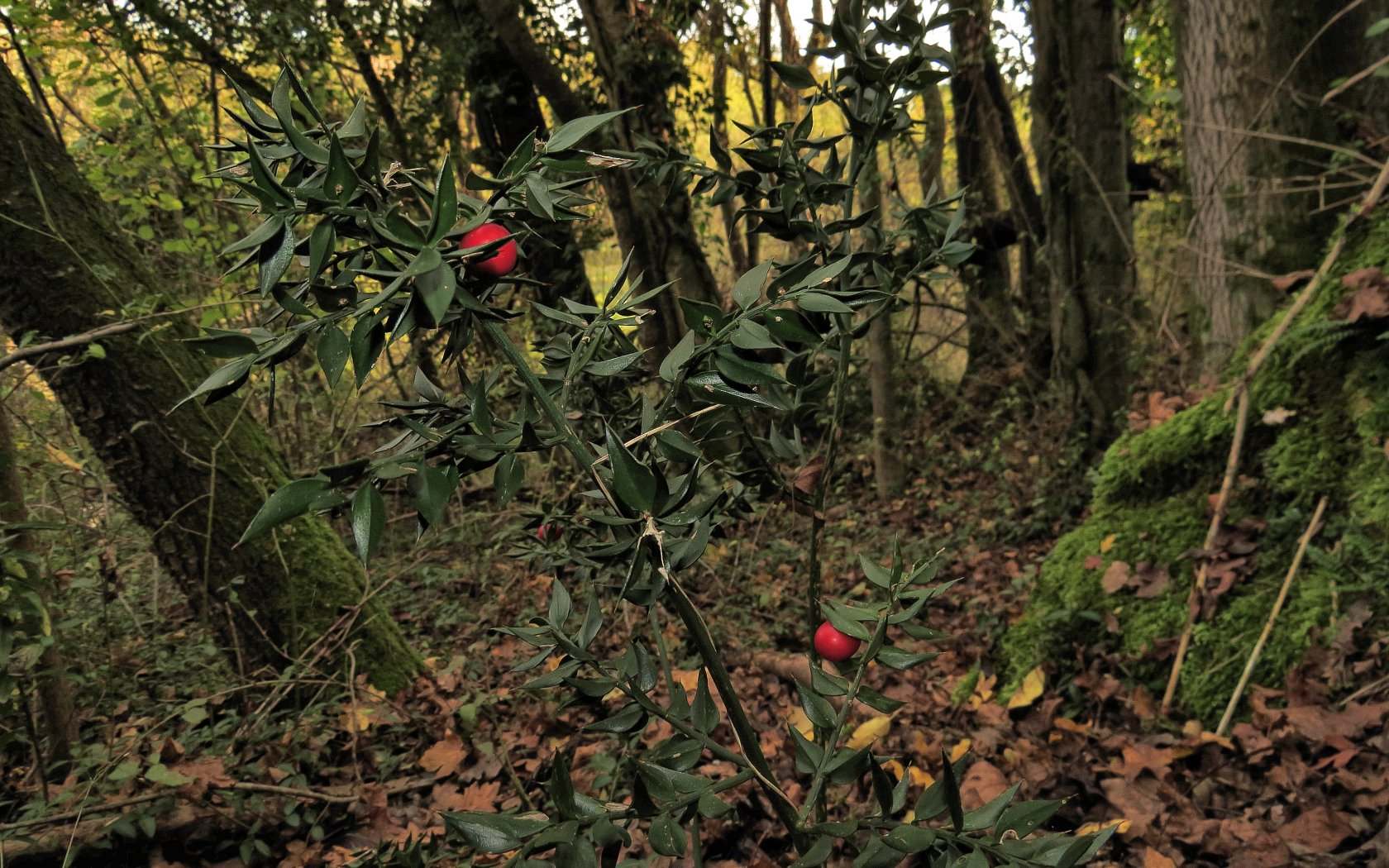 Nella Terra del Pungitopo